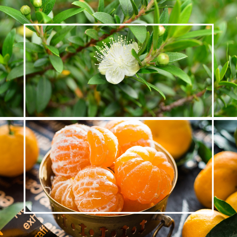 Myrtle, Mandarin & Tea Tree Fragrance Oil
